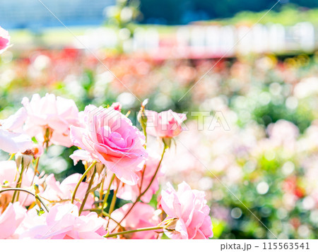 美しい初夏の景色 匂い立つような美しさの満開の春バラ 美しい初夏の景色 匂い立つような美しさの満開の春バラ 115563541