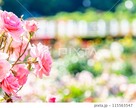 美しい初夏の景色 匂い立つような美しさの満開の春バラ 美しい初夏の景色 匂い立つような美しさの満開の春バラ 115563547