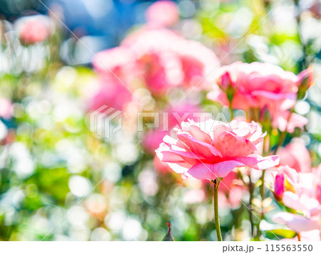 美しい初夏の景色　匂い立つような美しさの満開の春バラ 115563550