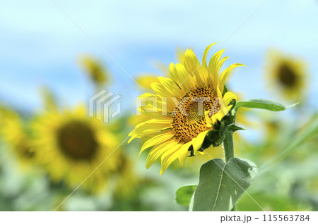 夏の花　ひまわり 115563784