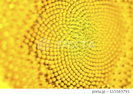 夏の花　ひまわり 115563791