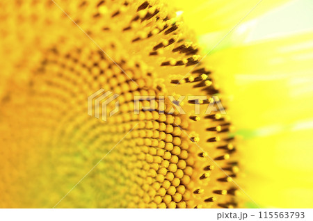 夏の花 ひまわり 夏の花 ひまわり 115563793
