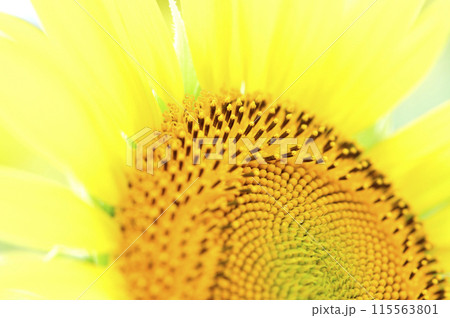 夏の花 ひまわり 夏の花 ひまわり 115563801