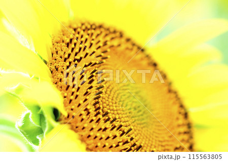 夏の花　ひまわり 115563805