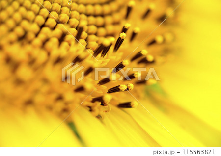 夏の花 ひまわり 夏の花 ひまわり 115563821