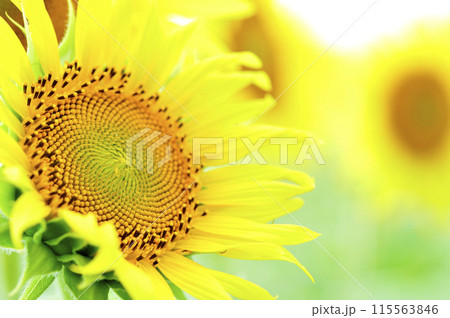 夏の花　ひまわり 115563846