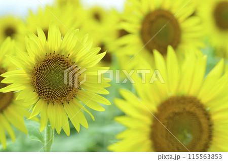 夏の花　ひまわり 115563853