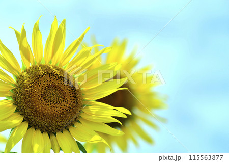 夏の花　ひまわり 115563877