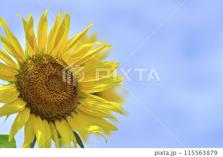 夏の花　ひまわり 115563879