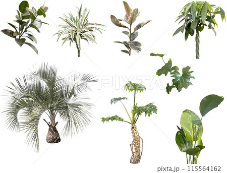切り抜き素材セットー観葉植物 切り抜き素材セットー観葉植物 115564162
