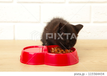 Black british shorthair kitten eats on light background Black british shorthair kitten eats on light background 115564434