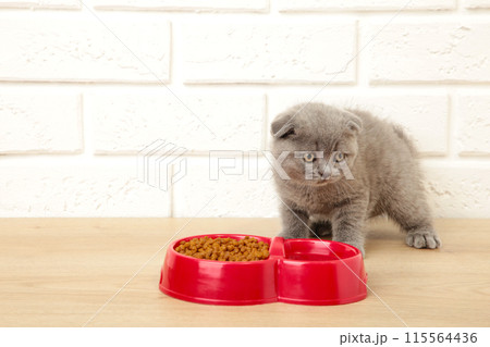 Gray british shorthair kitten eats on white background Gray british shorthair kitten eats on white background 115564436