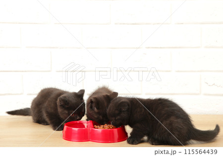 Two black british shorthair kittens eats on white background Two black british shorthair kittens eats on white background 115564439