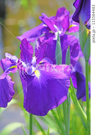 花菖蒲の花 115564483