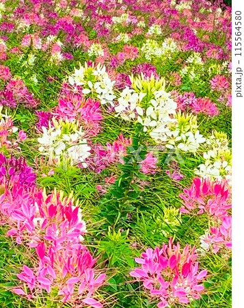 ピンクと白のクレオメ ピンクと白のクレオメ 115564580