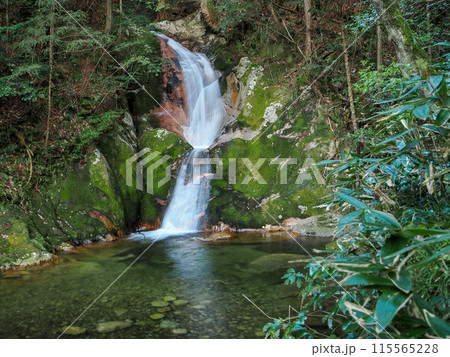 寂地峡の五竜の滝 寂地峡の五竜の滝 115565228