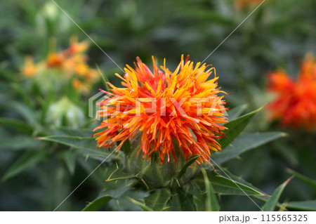 紅花 115565325
