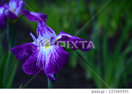 雨に濡れる花菖蒲 115565455