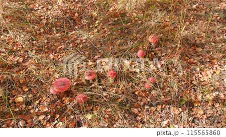 Fly-agaric in a autumn forest. Mushroom red fly agaric amanita muscaria in natural environment. Wide shot. Fly-agaric in a autumn forest. Mushroom red fly agaric amanita muscaria in natural environment. Wide shot. 115565860
