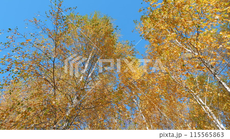 Warm autumn sun shining through golden treetops. Autumn leaves with blue sky background. Low angle view. 115565863