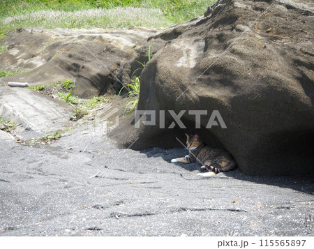 岩陰で涼む野良猫 115565897