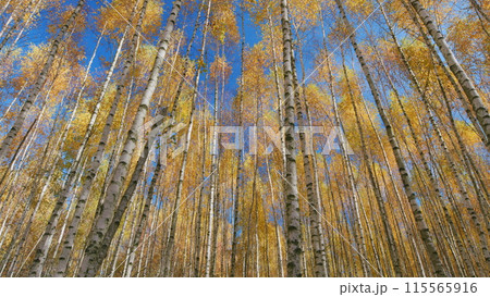 Autumn forest against the blue sky. Yellow leaves fall from trees against a blue sky. Tilt up. 115565916