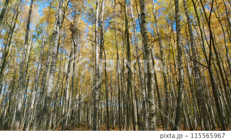 Orange autumnal foliage against blue sky in october. Tranquil and happy outdoor scene. Wide shot. Orange autumnal foliage against blue sky in october. Tranquil and happy outdoor scene. Wide shot. 115565967