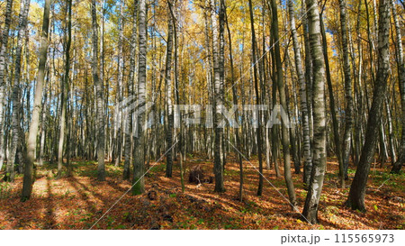 Dry colofuul leaves fall on ground. Colorful fallen autumn leaves. Pan. Dry colofuul leaves fall on ground. Colorful fallen autumn leaves. Pan. 115565973