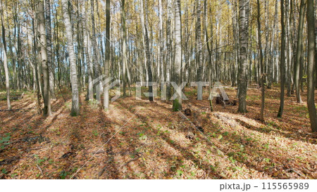 Beautiful nature color from orange to red. Leafy cover in warm autumn shades lying on wooded ground. Timelapse. Beautiful nature color from orange to red. Leafy cover in warm autumn shades lying on wooded ground. Timelapse. 115565989