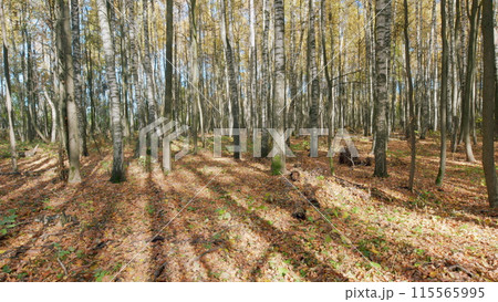 Autumn background. Background of colored wet autumnal leaves in a morning. Timelapse. Autumn background. Background of colored wet autumnal leaves in a morning. Timelapse. 115565995