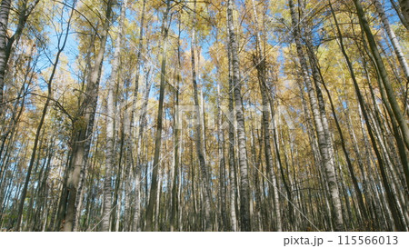 Blue sky through the colorful trees. Nature scene. Orange tree crowns in foliage. Timelapse. 115566013
