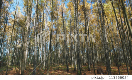Bright yellow leaves. Golden bright yellow leaves on a blue sky background. Timelapse. Bright yellow leaves. Golden bright yellow leaves on a blue sky background. Timelapse. 115566024