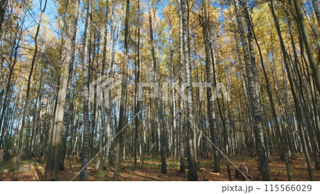 Autumn birch forest against a blue sky. Yellow orange crowns of birch trees on blue sky background. Timelapse. 115566029