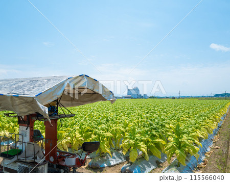 夏の青空とタバコ畑とタバコ専用農機具のある風景 夏の青空とタバコ畑とタバコ専用農機具のある風景 115566040