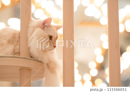 美しい猫 115566051