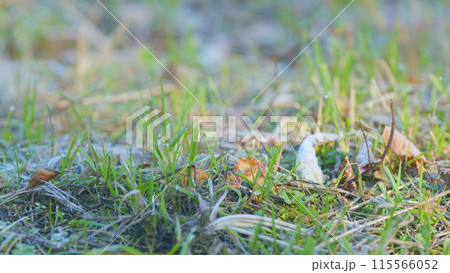Morning frost glistens on blades of grass. Abstract fall or winter natural background. Rack focus. 115566052