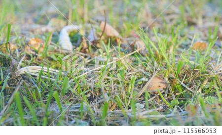 Grass in the frost. Frosty grass in autumn morning. Lawn in a frosty morning. Shallow depth of field. 115566053