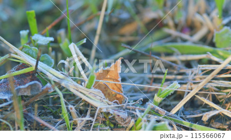 Autumn natural plant background. Nature landscape details. Frosty natural background. Selective focus. 115566067