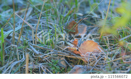 First frost at park or forest in late autumn. Concept of plants and nature in cold weather. Close up. 115566072