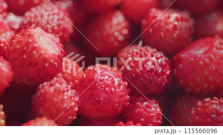 Fresh and ripe, juicy strawberries. Forest red wild strawberry. Pan. Fresh and ripe, juicy strawberries. Forest red wild strawberry. Pan. 115566096