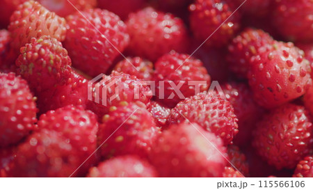 Wild berry red strawberries. Fresh heap of ripe wild strawberries. Close up. Pan. Wild berry red strawberries. Fresh heap of ripe wild strawberries. Close up. Pan. 115566106