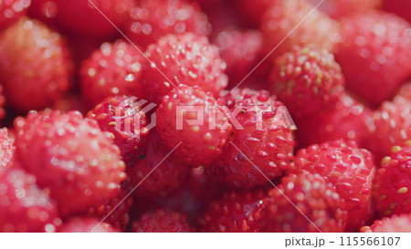 Sweet and fragrant berry. Forest tasty berry harvest. Close up. Pan. Sweet and fragrant berry. Forest tasty berry harvest. Close up. Pan. 115566107