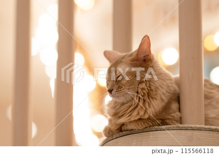 居眠りをする猫 居眠りをする猫 115566118