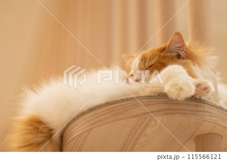 居眠りをする猫 115566121