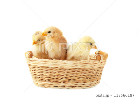 Three baby chicken inside of a basket isolated on white Three baby chicken inside of a basket isolated on white 115566187