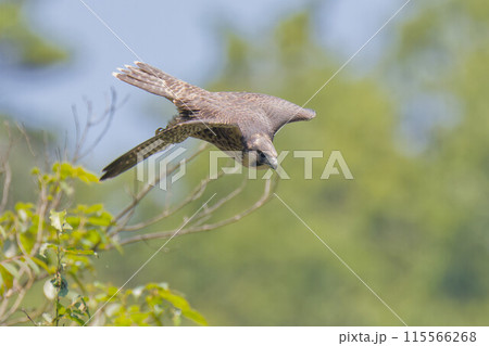 巣立ちして飛び立つハヤブサ幼鳥 巣立ちして飛び立つハヤブサ幼鳥 115566268
