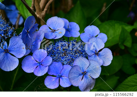 青いガクアジサイ 115566292