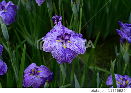 菖蒲の花が咲いています 菖蒲の花が咲いています 115566294