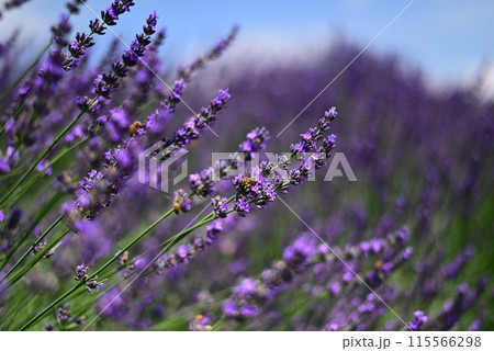 ラベンダー 115566298