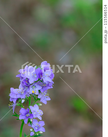 ハナシノブ咲く　紫色の花 115566514